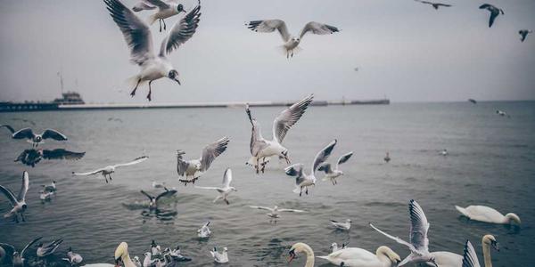 Cross-Border Logistics/Freight Forwarding